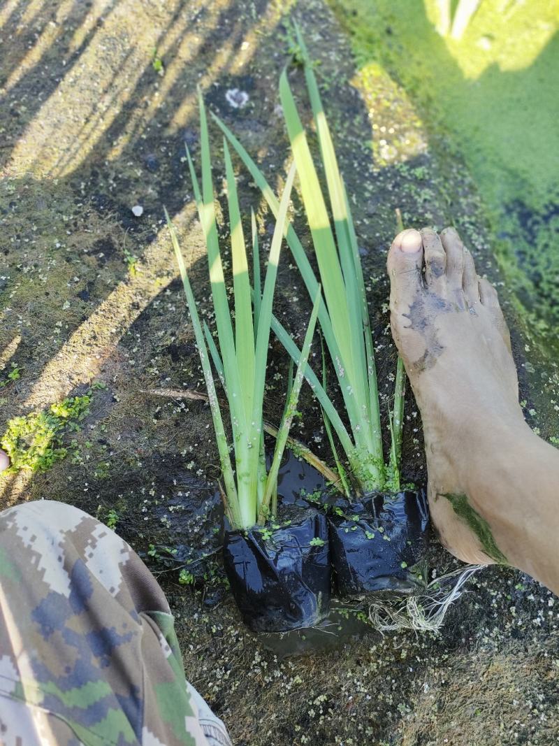 园林绿化，水生植物，杯苗菖蒲