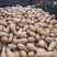 南瓜大量供应、质量保证、支持各种包装、欢迎采购1111