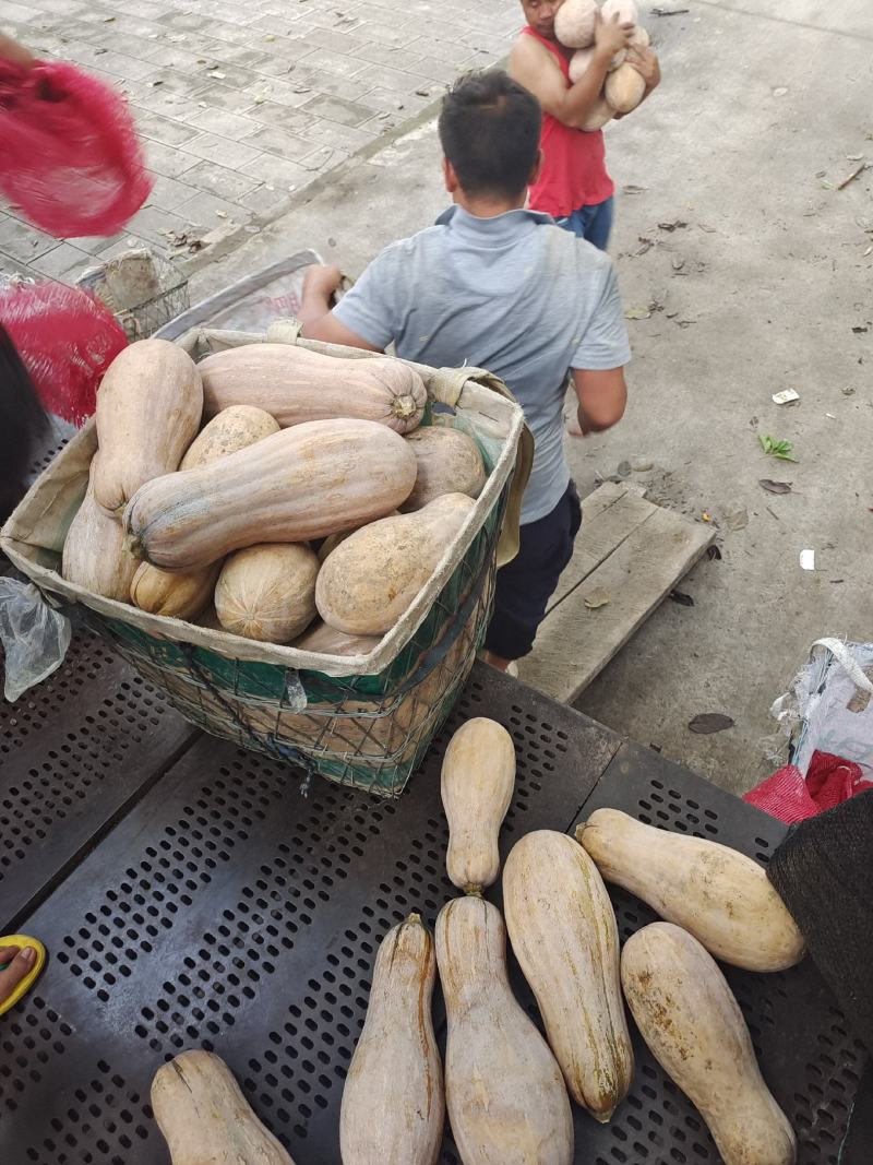 南瓜大量供应、质量保证、支持各种包装、欢迎采购1111