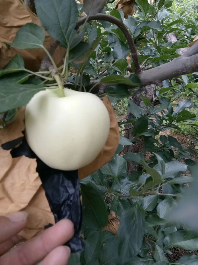 黄元帅苹果一手货源基地供货可视频看货