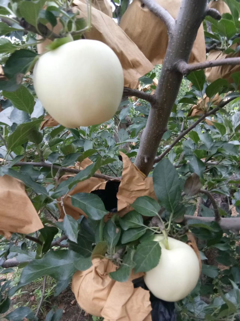 黄元帅苹果一手货源基地供货可视频看货