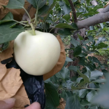 黄元帅苹果一手货源基地供货可视频看货