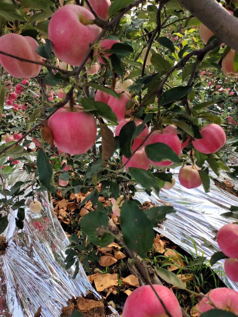 寒富苹果基地货源量大欢迎联系代办