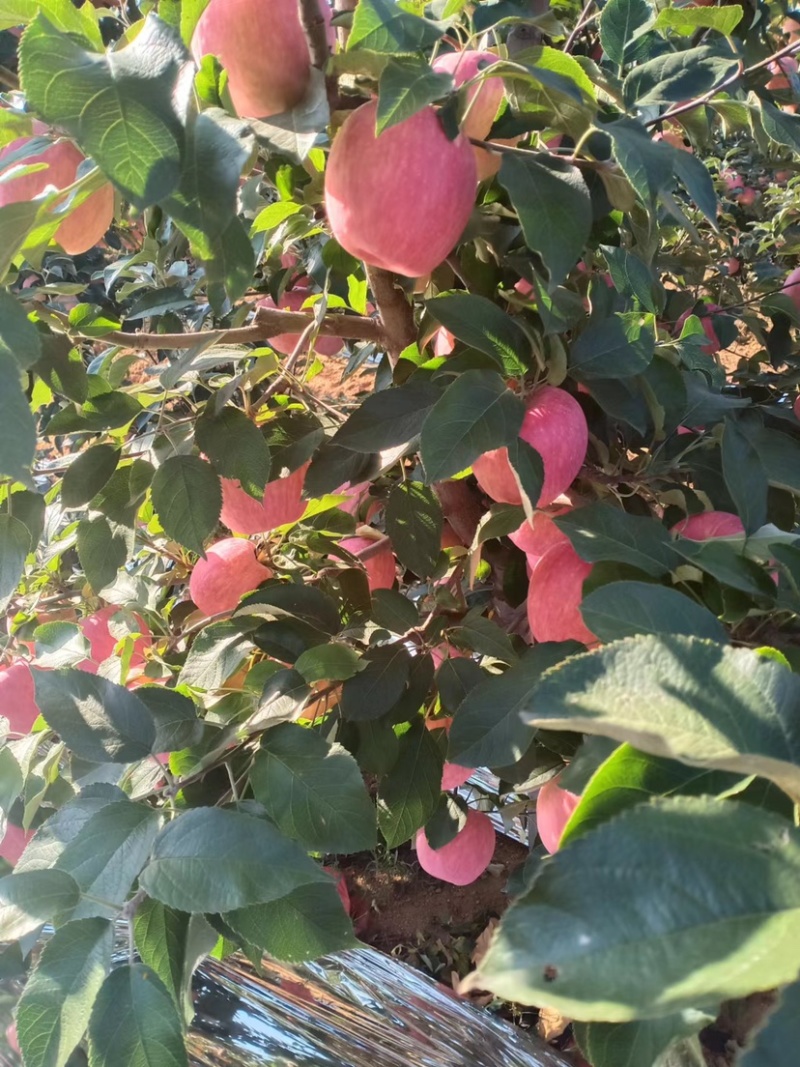 寒富苹果基地货源量大欢迎联系代办