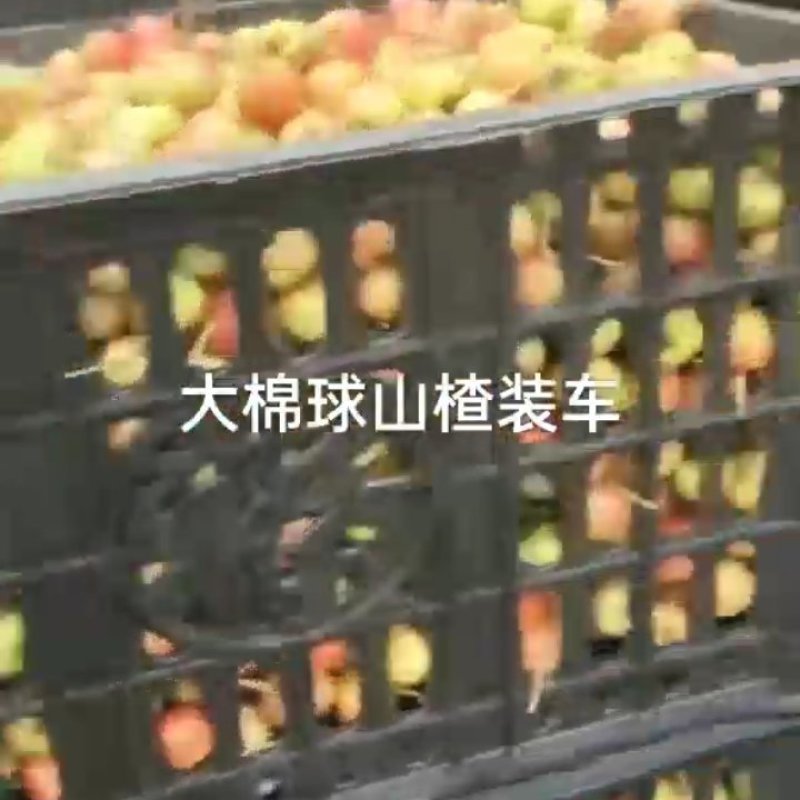 山楂大棉球