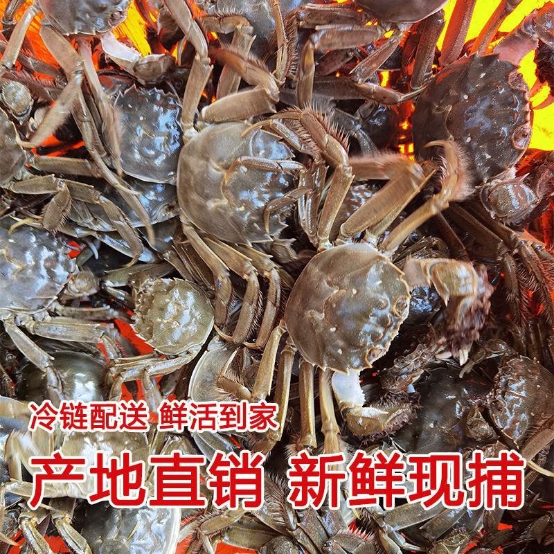 正宗盘锦河蟹，产地直发，全国发货，可供电商货、市场批发