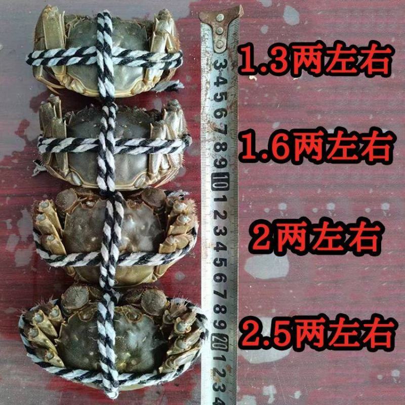 正宗盘锦河蟹，产地直发，全国发货，可供电商货、市场批发