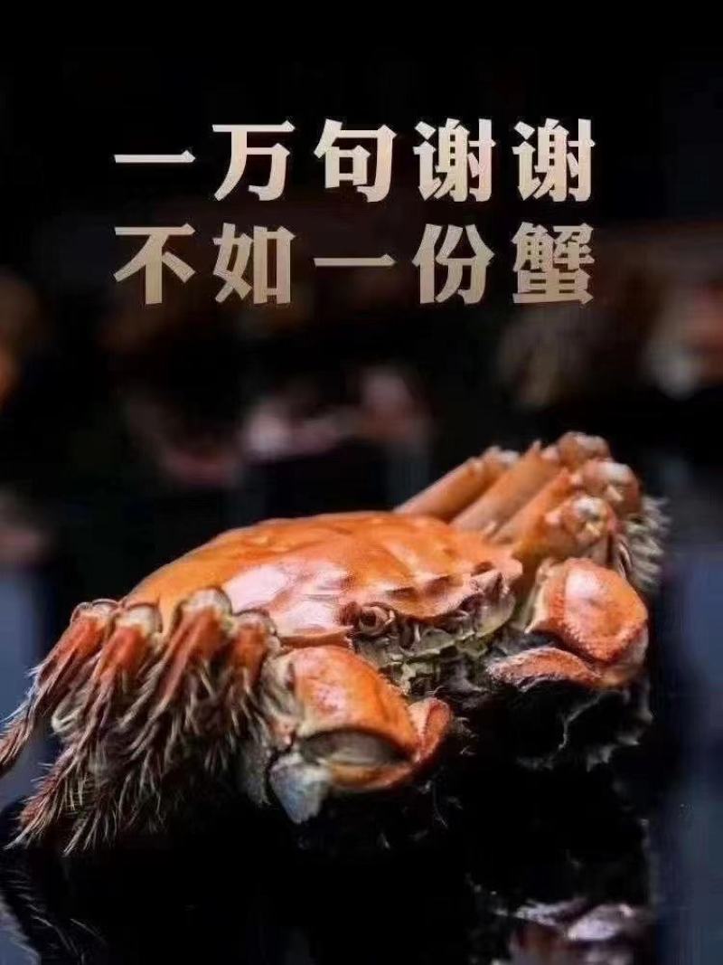正宗盘锦河蟹，产地直发，全国发货，可供电商货、市场批发