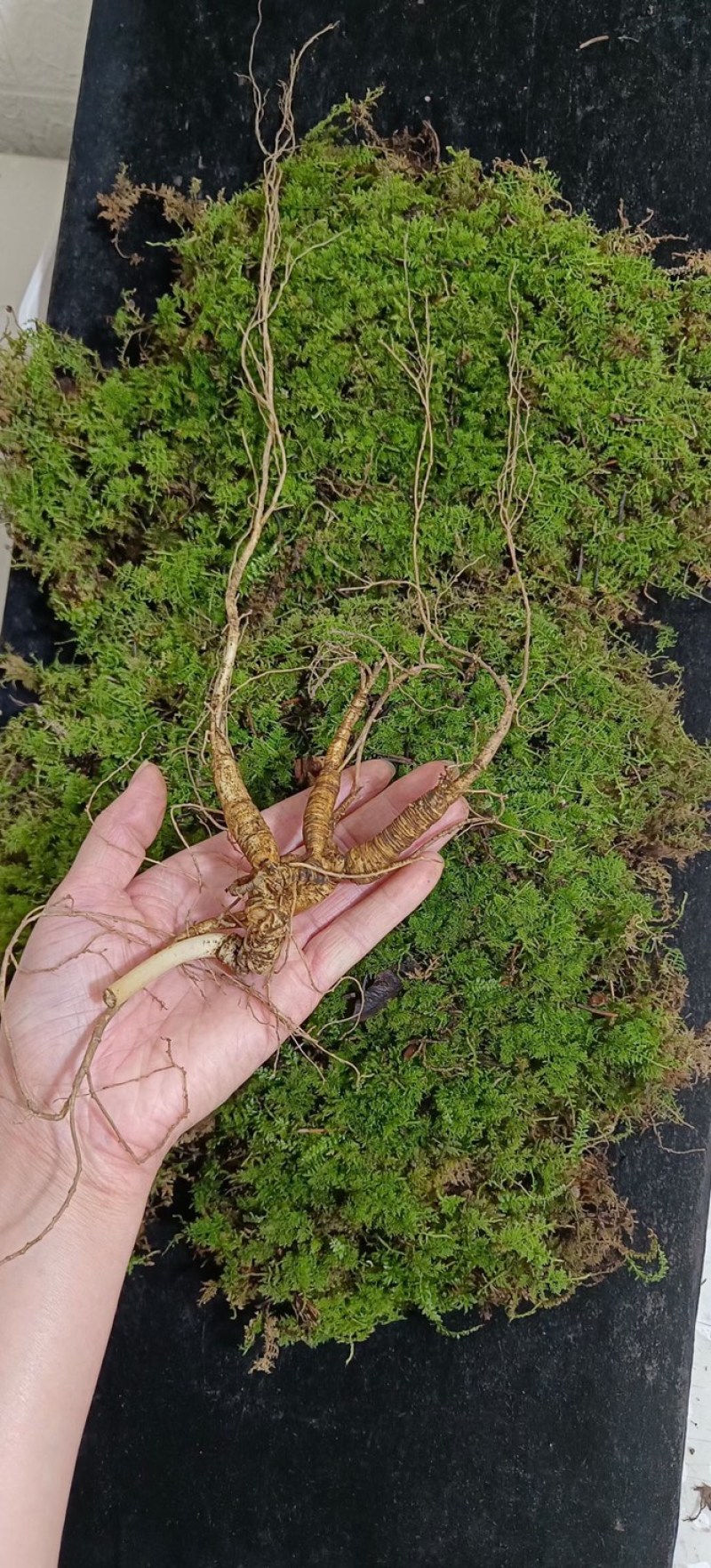 批发纯正林下山参籽货，自产自销，保年限质量，顺丰包邮