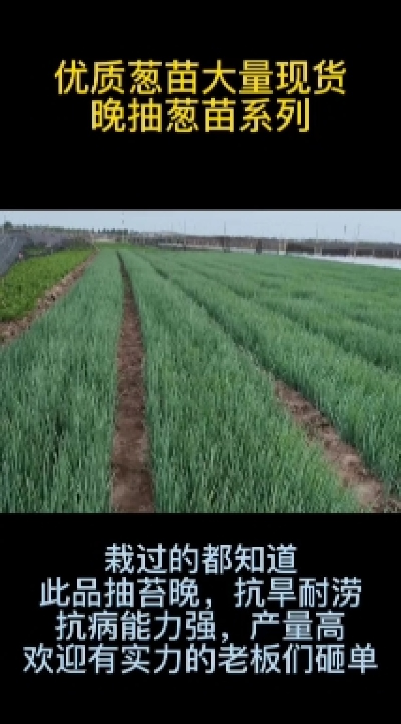 2呼兰葱苗，吉林葱苗，拜泉葱苗，绥化葱苗，辽宁葱苗，