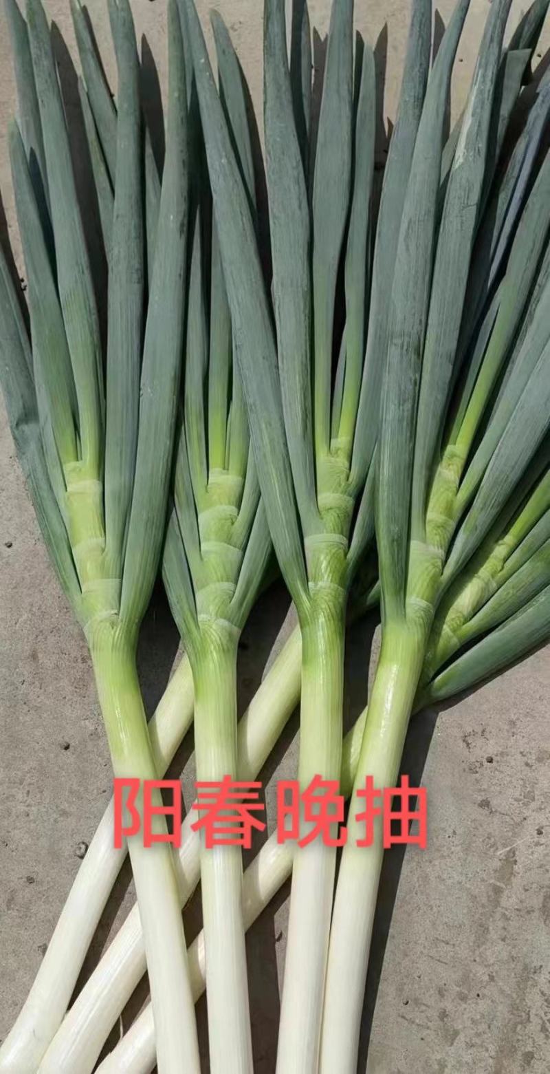 2呼兰葱苗，吉林葱苗，拜泉葱苗，绥化葱苗，辽宁葱苗，