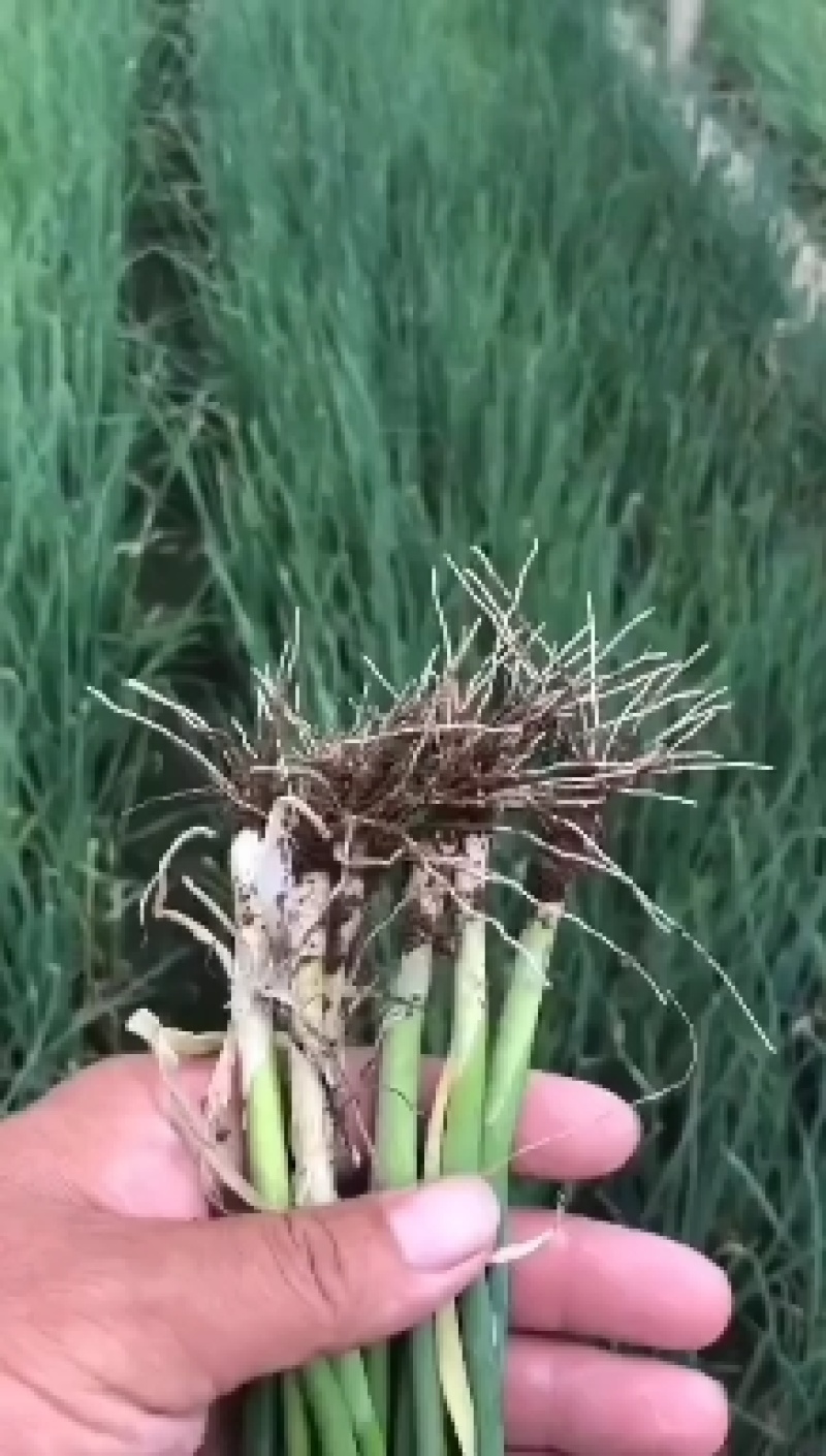 2呼兰葱苗，吉林葱苗，拜泉葱苗，绥化葱苗，辽宁葱苗，