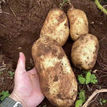 云南土豆黄皮土豆土豆产地直供一手货源欢迎联系