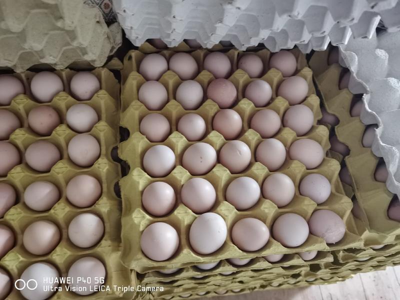 长年供应新鲜鸡蛋