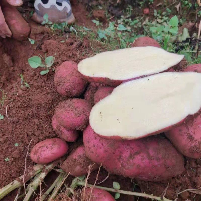 云南土豆青薯9号土豆大量上市产地直发量大从优欢迎联系