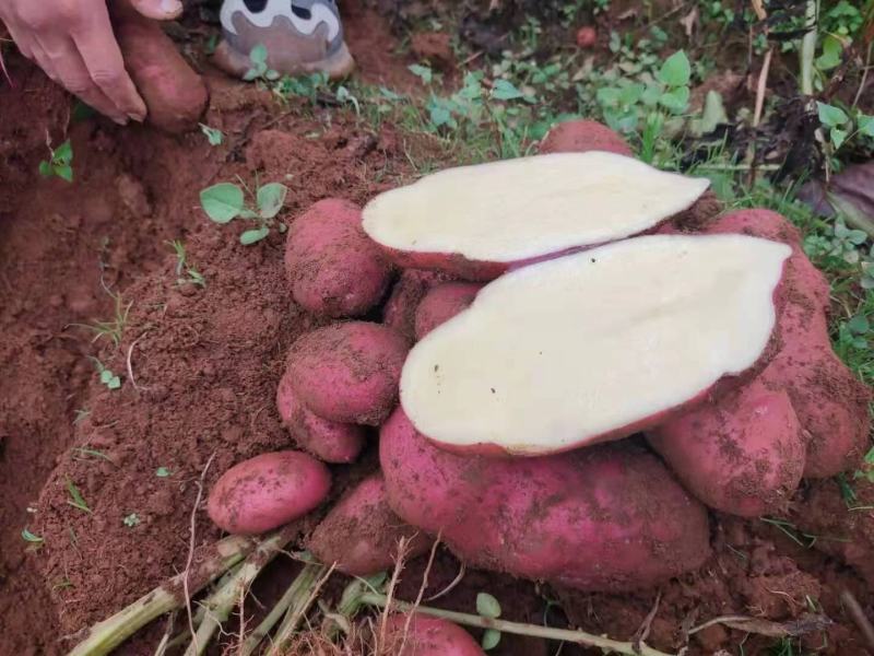 云南土豆青薯9号土豆大量上市产地直发量大从优欢迎联系