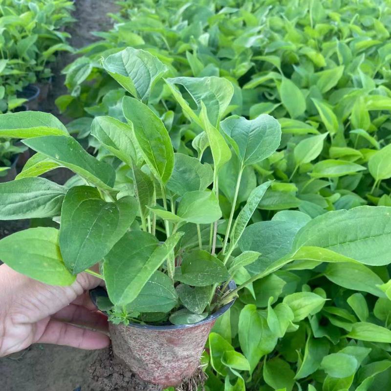 松果菊，基地批发，大小规格齐全，欢迎进店咨询