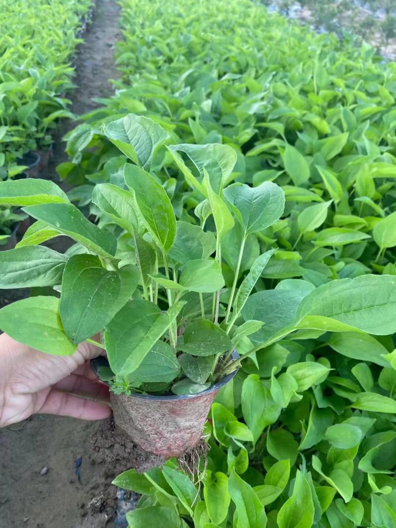 松果菊，基地批发，大小规格齐全，欢迎进店咨询