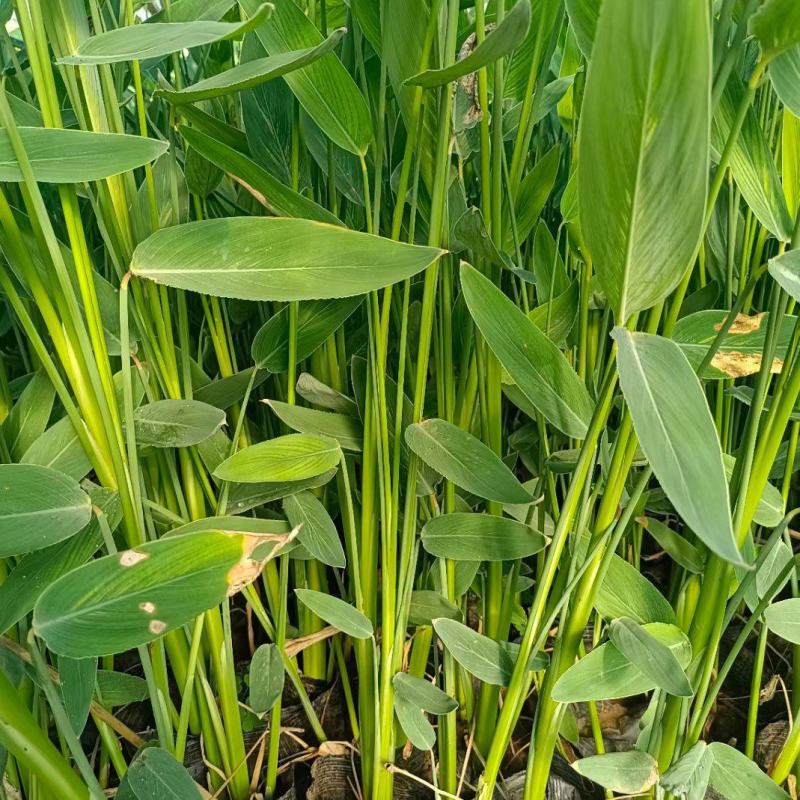 【推荐】再力花，基地发货，大小规格齐全，欢迎进店咨询