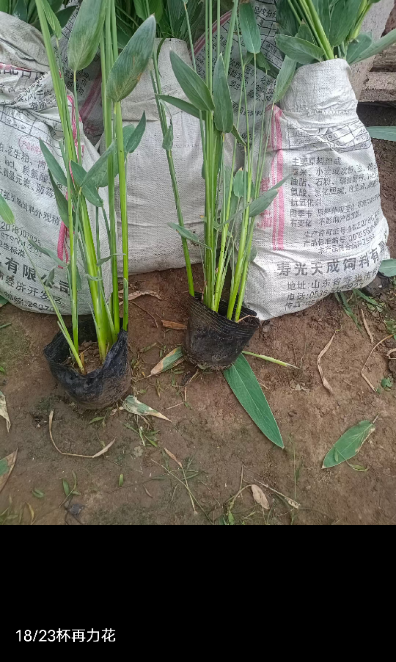 【推荐】再力花，基地发货，大小规格齐全，欢迎进店咨询