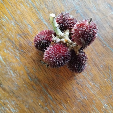 阳春砂仁