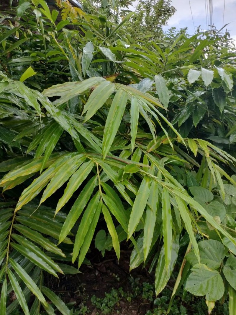 阳春砂仁
