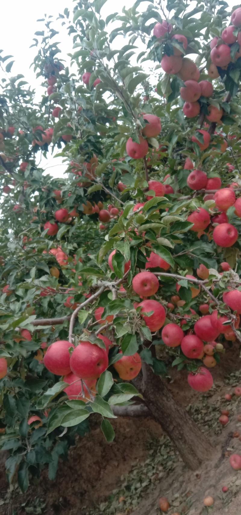 内蒙蒙富，寒富，苹果9月中旬大量上市