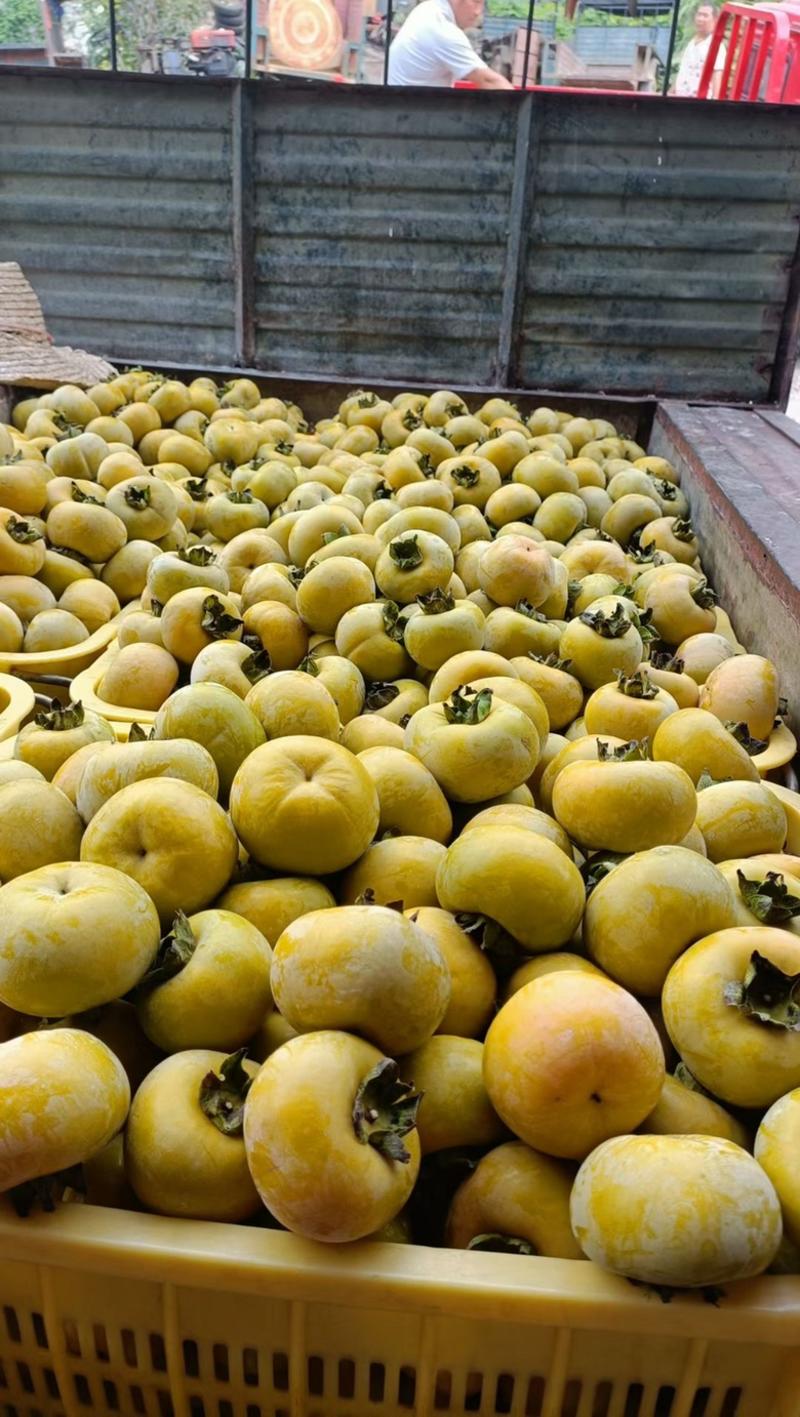 桂林高品质脆柿，产地货源，支持一件代发，欢迎各大平台对接