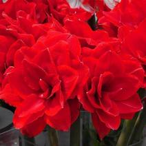 进口朱顶红重瓣荷兰清香型盆栽特色花卉超大球好