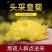 【推荐】金丝皇菊胎菊罐装花，代包装，代包罐，网店供货