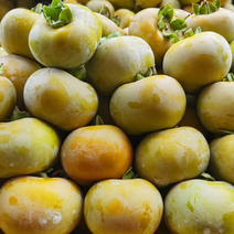 桂林高品质脆柿，产地货源，支持一件，欢迎各大平台对接