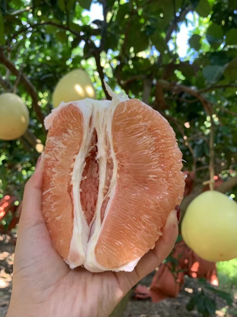 容县黄肉蜜柚单果2.2斤起皮薄肉厚