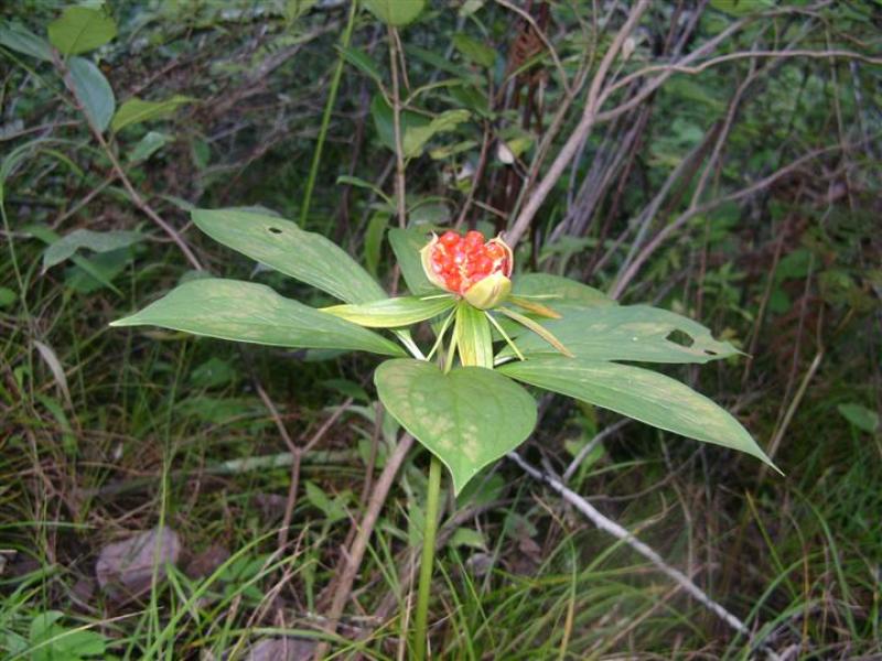 七叶一枝花，野生重楼，大量野生重楼种子出售