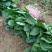 【推荐】优选大叶菠菜25~30厘米各种蔬菜代办代发量大