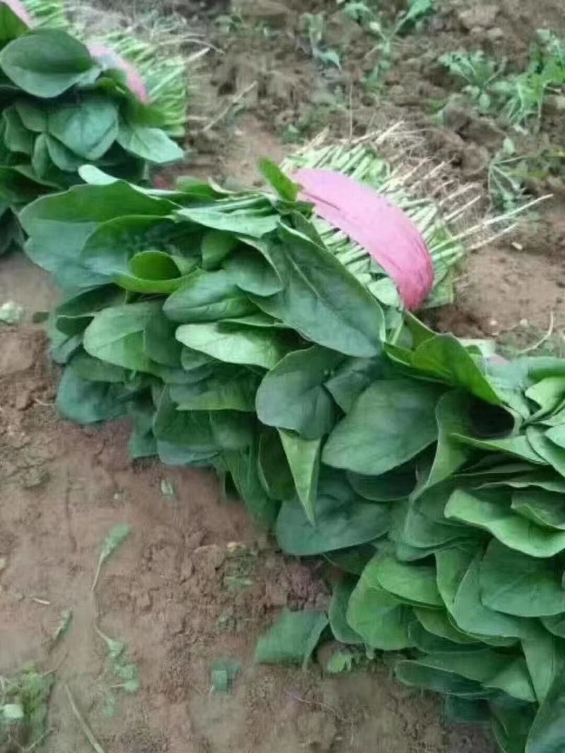 【推荐】优选大叶菠菜25~30厘米各种蔬菜代办代发量大
