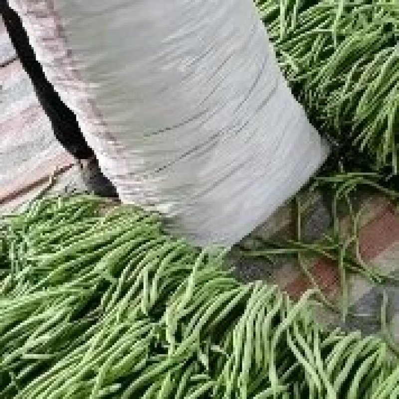 山东莘县精品无丝豆大量上市中，有需要的老板联系我