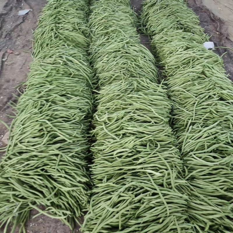 山东莘县精品无丝豆大量上市中，有需要的老板联系我