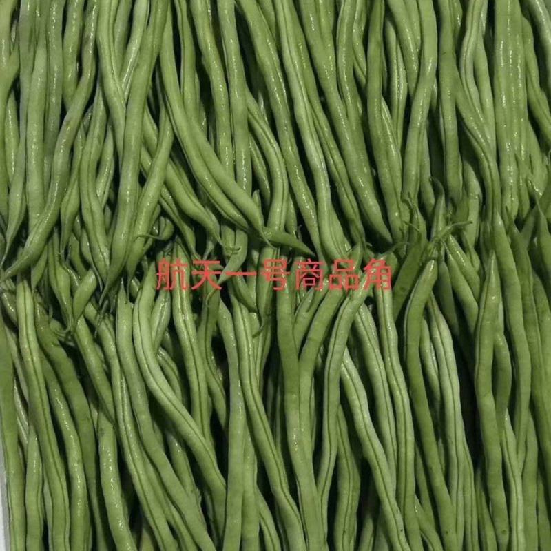 山东莘县精品无丝豆大量上市中，有需要的老板联系我
