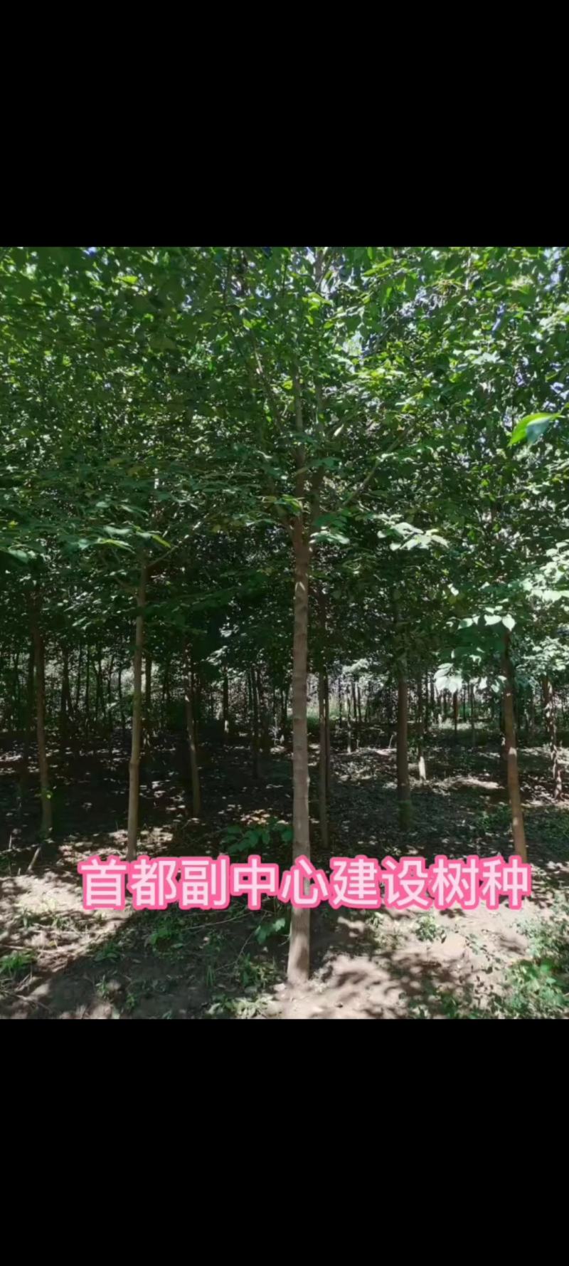 车梁木安阳大量供应欢迎咨询