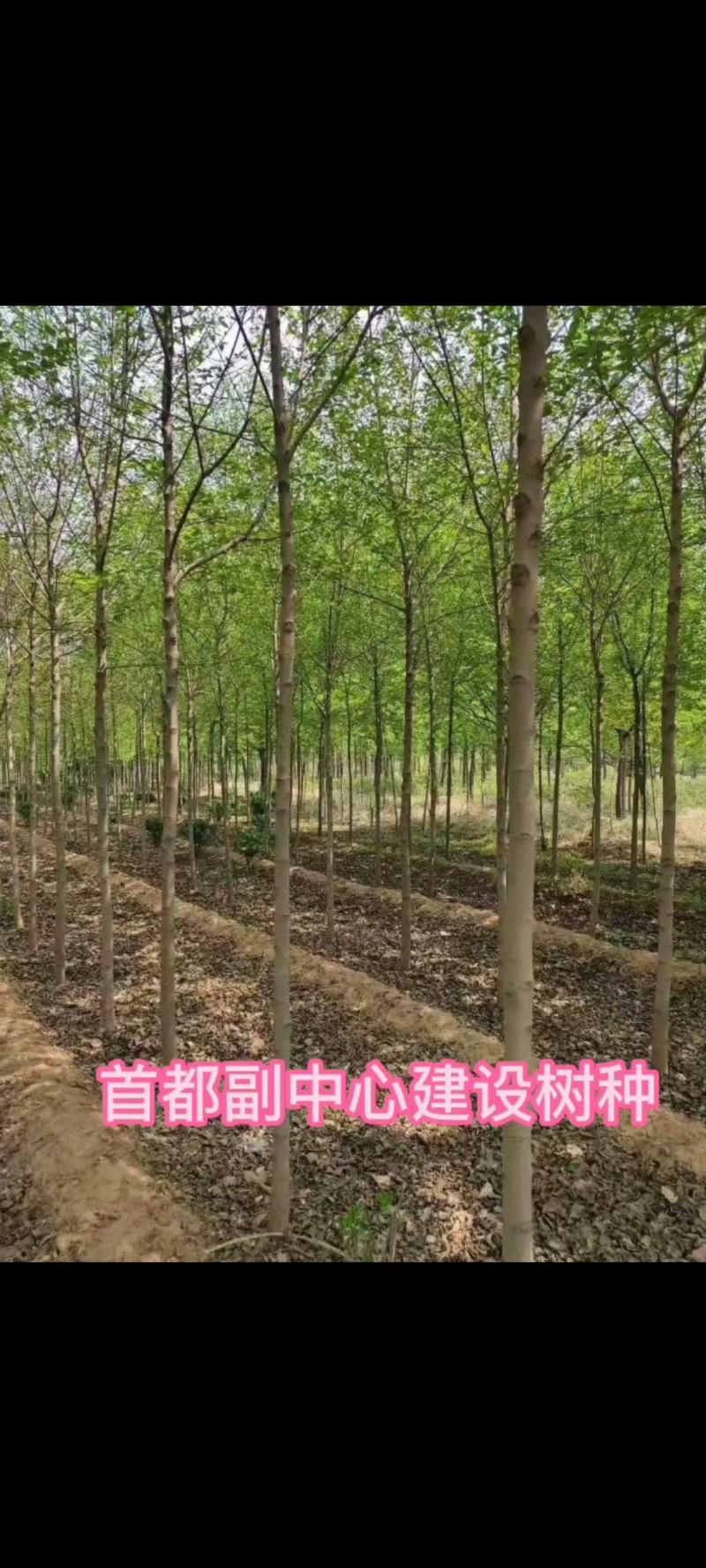 车梁木安阳大量供应欢迎咨询