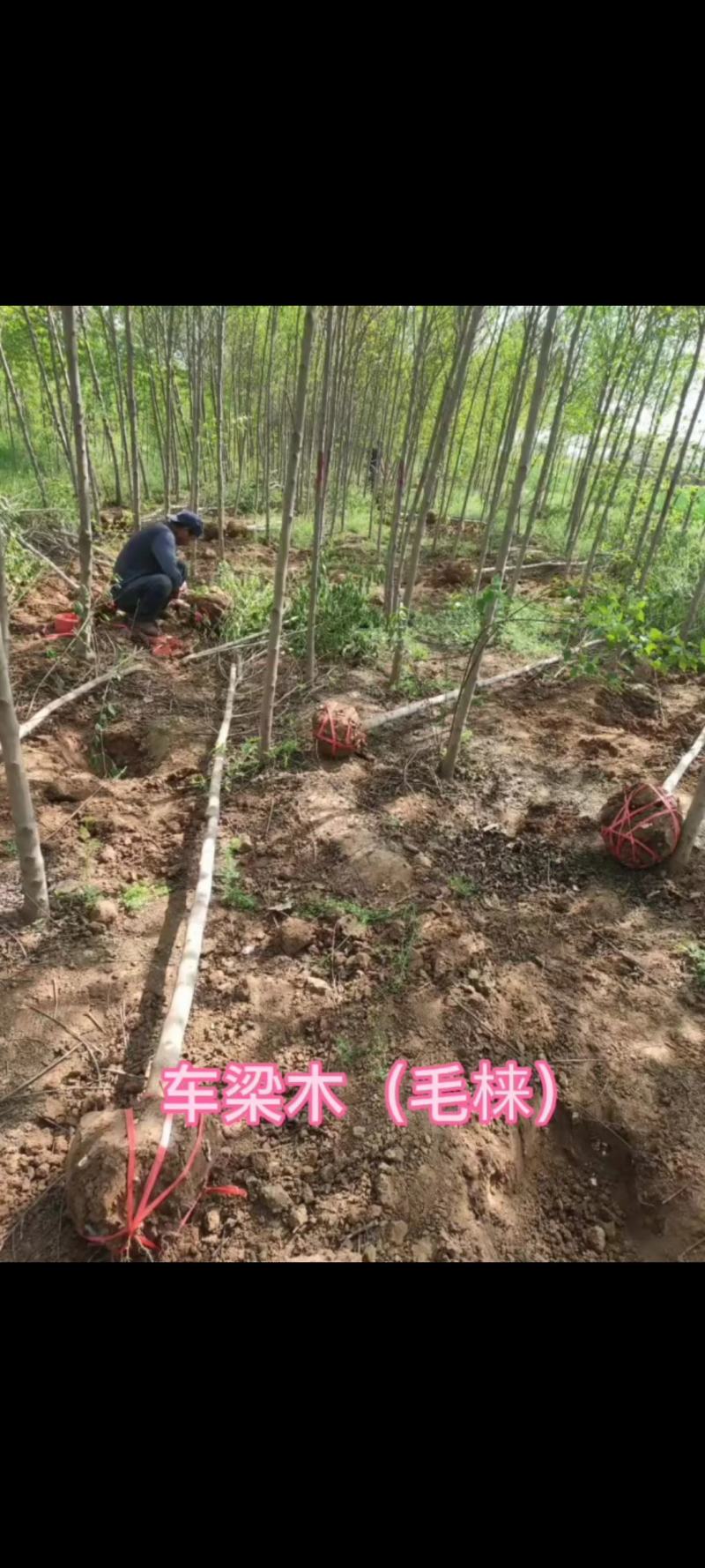 车梁木安阳大量供应欢迎咨询