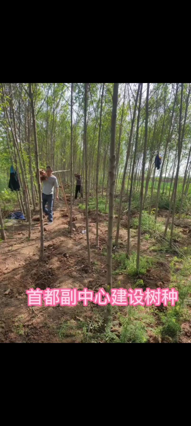 车梁木安阳大量供应欢迎咨询