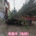 车梁木安阳大量供应欢迎咨询