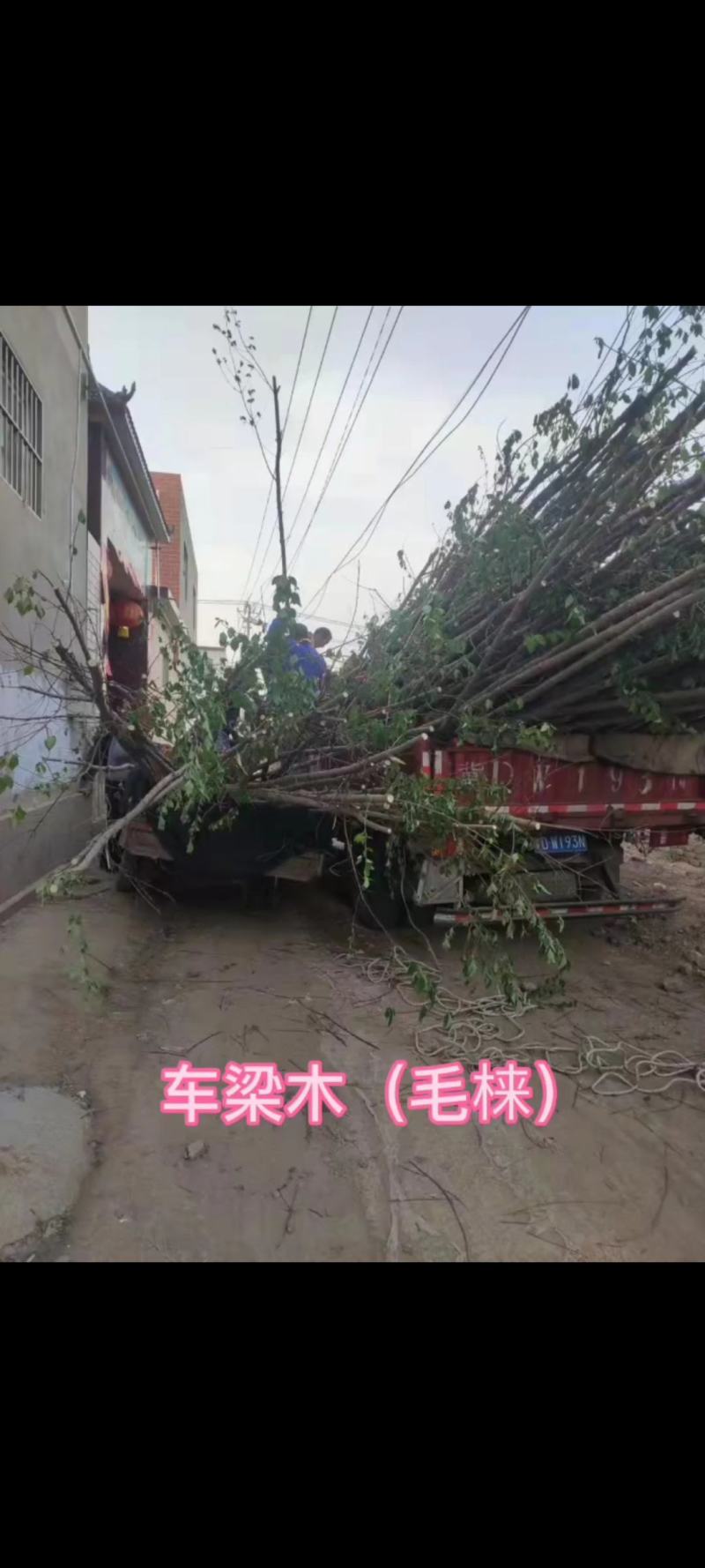 车梁木安阳大量供应欢迎咨询