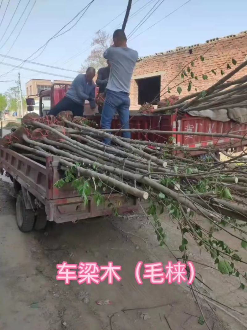 车梁木安阳大量供应欢迎咨询