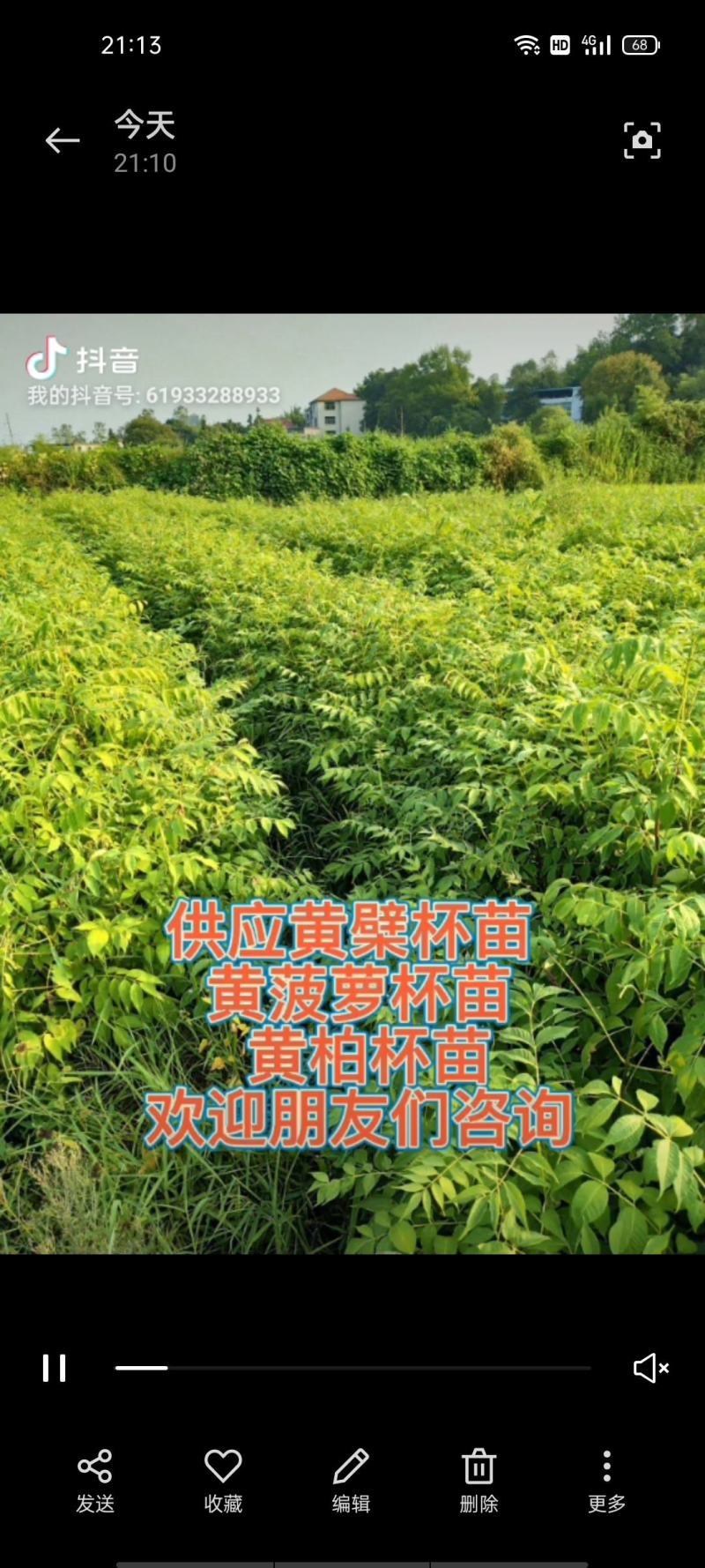 黄菠萝安阳大量供应