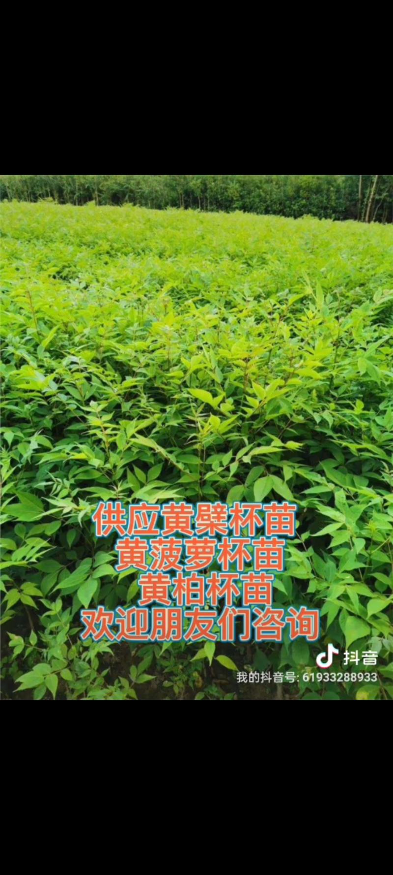 黄菠萝安阳大量供应