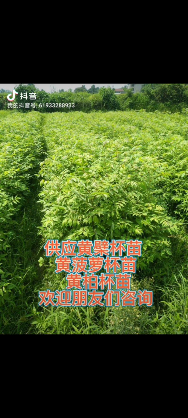 黄菠萝安阳大量供应