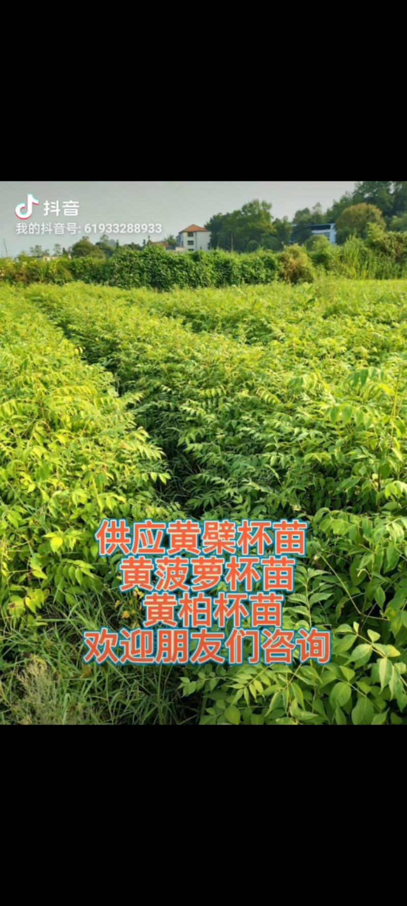 黄菠萝安阳大量供应