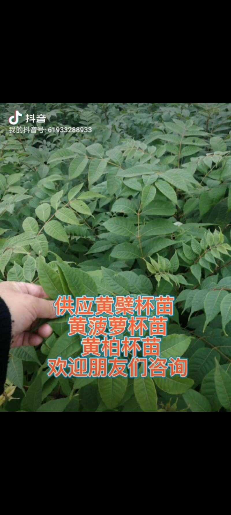 黄檗安阳大量供应